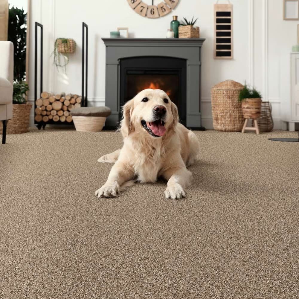 Pet-Friendly Options